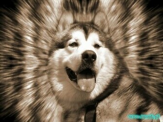 Malamute D Alaska Wallpaper