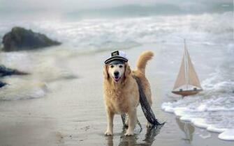 Sailor Golden Retriever Wallpaper Animal
