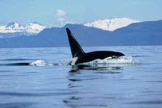 Malignant Sharks And Killer Whales My Image