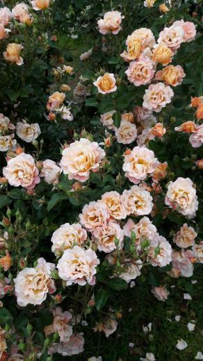 Aesthetic Flower Wallpaper Top