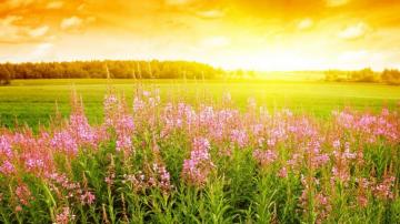 Meadow Background