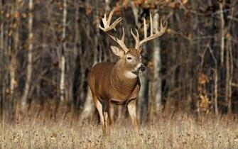 Beautiful Wallpaper Deer