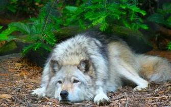 Back To Wolf Facts And Information Wallpaper HD Next Image