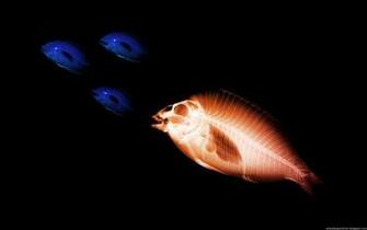 Black Fish Wallpaper High Quality