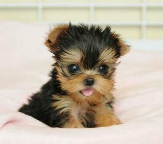 Must See Teacup Yorkie Puppy In Vancouver British Columbia