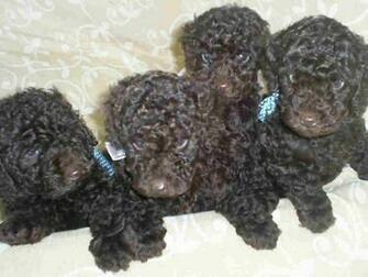 Poodle Black Wallpaper Pictures