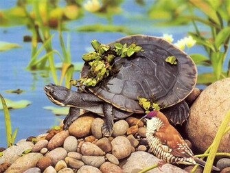 Turtle Wallpaper