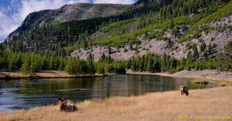 Madison River Trout Screen Saver Sign Up Fly Fishing Portraits