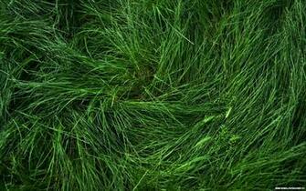 Grass Wallpaper