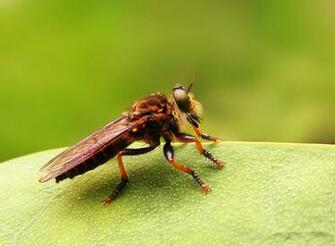Hq Wallpaper Arena Animals Insects Desktop HD