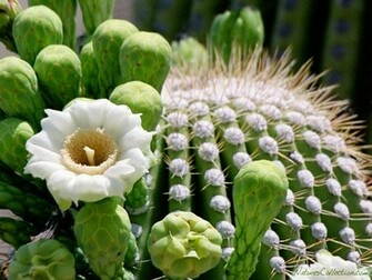 Cactus Wallpaper Desktop HD