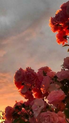 My Secret Hobbit Hole Soft Red Roses At Sunset Nature