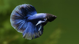 Fish Wallpaper Best