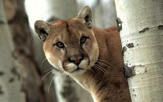 Cougar Wallpaper