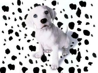 Dalmation Wallpaper On