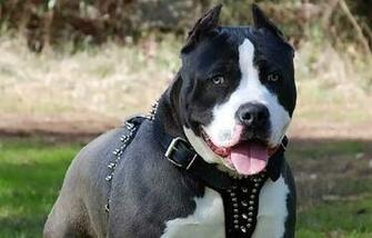 American Pitbull Terrier Dog Wallpaper HD