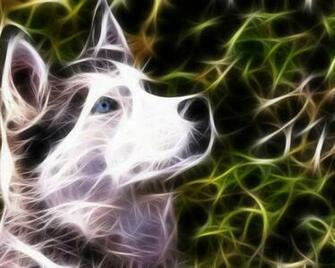 Explore The Collection Dogs Animal Siberian Husky