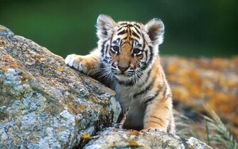 Cool Background Animal