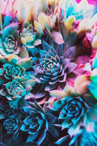 Blue Vibrant Succulent Plants By Wizemark Colorful Succulents