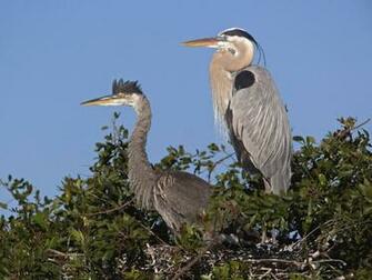 Great Blue Herons Venice Florida Wallpaper HD Wallpapergeeks