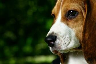 Beautiful Beagle Dog On A Background Of Green Forest Wallpaper And