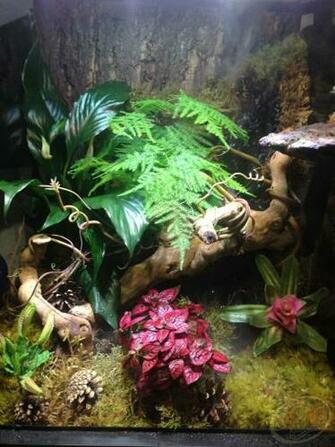 12x12x18 Zoo Med Terrarium With Cork Background Frog Moss And