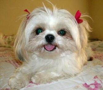 Shih Tzu Cute Puppies Wallpaper And Pictures Funny