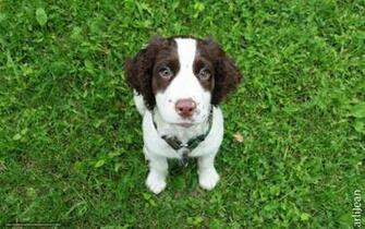 Wallpaper Summer Grass Dog Small Desktop In