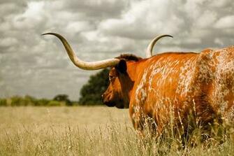 Excellent Pictures Of Longhorn Cattle Gallery Archive Wallpaper