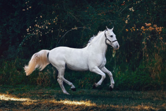 Horse Wallpaper HD Hq