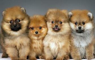 Pomeranian Computer Wallpaper Desktop Background Id