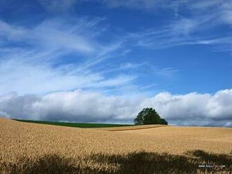 Scene Wallpaper Cornfield Country Fram