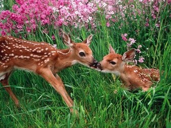 Spring Screensavers And Wallpaper