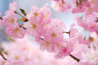 Pink Cherry Blossom Wallpaper HD