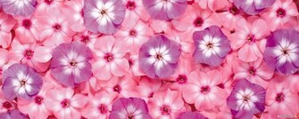 Wallpaper Flower Dual Screen
