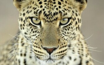 Mac Snow Leopard Wallpaper
