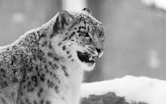 Snow Leopard