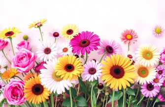 Phool Wallpaper