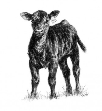 Mickey Klockenga On Farm Image Cow Art Photography