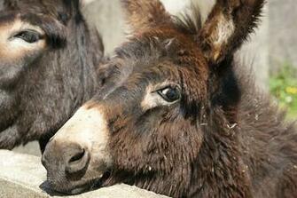 Donkey Photos Wallpaper Desktop Background