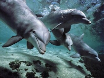 Animals Beautiful Nature Wallpaper