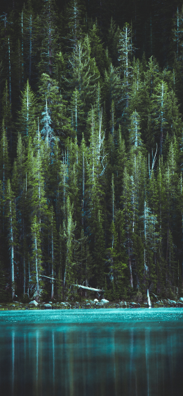 Forest Wallpaper For iPhone Pro Max X
