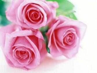 Wallpaper Roses Flowers