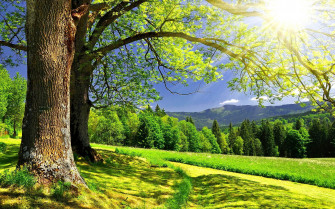 Sunny Summer Day Wallpaper Pictures Photos Image