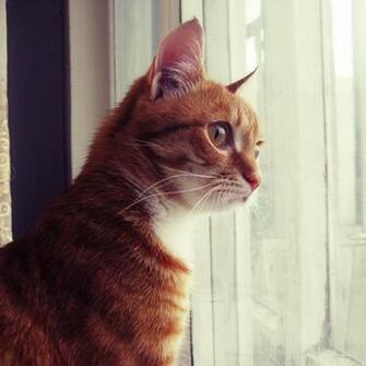 iPad Wallpaper Cat Id08 Animal New