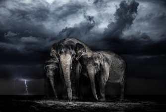Asian Elephant 4k Ultra HD Wallpaper