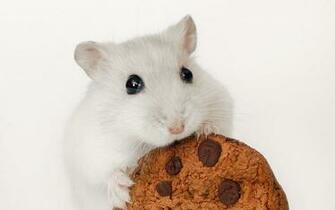 Cute Hamster Wallpaper Windows Cool