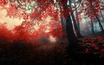 The Red Forest HD Wallpaper Path Through