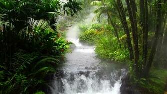Waterfall In The Jungle Wallpaper Nature