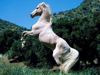 White Horse Wallpaper HD Car